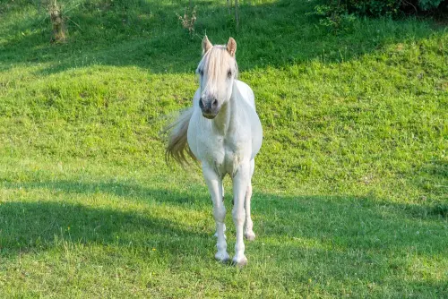 poni